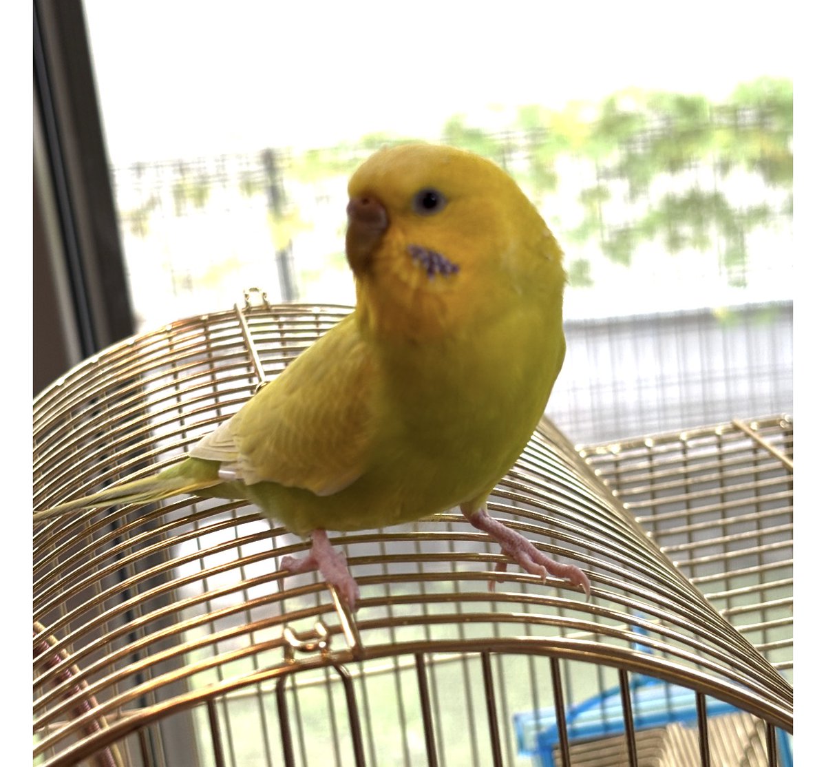TSUBASA6077's tweet photo. 【保護情報・拡散希望】 ※TSUBASAで保護された鳥さんではありません。    種類：セキセイインコ　特徴：まだ若いかも  保護された日時：９月２３日　１５時頃  保護した場所：東京都立川市砂川町８丁目　警察署：立川 警察署に届け出済み  情報拡散のご協力をお願いいたします。 https://t.co/RgkIo6ziub