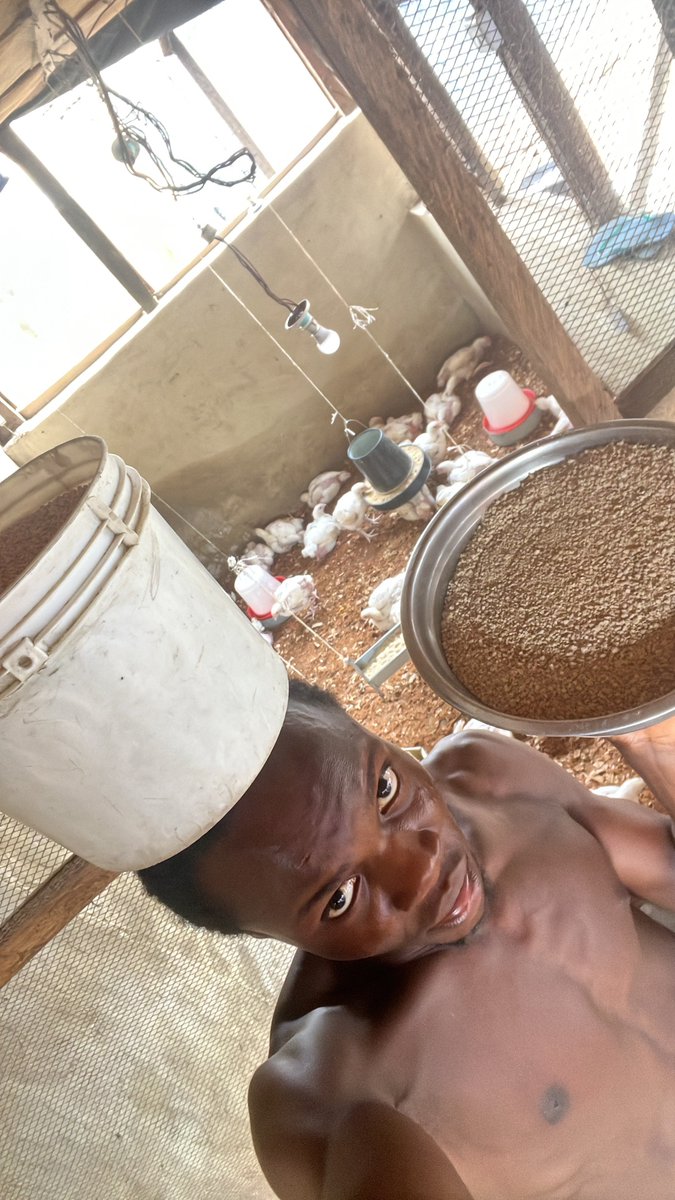 OriginalPato4's tweet photo. Day 26 of raising my chickens until they are ready for sale and consumption 

#Godblessourhustle https://t.co/HNCbogYZGb