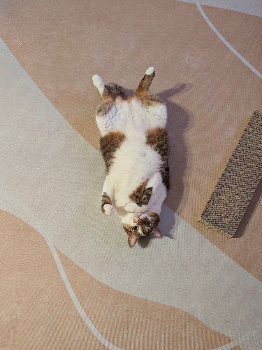 nekomeyome's tweet photo. ただいま https://t.co/8Er2T0y9jw