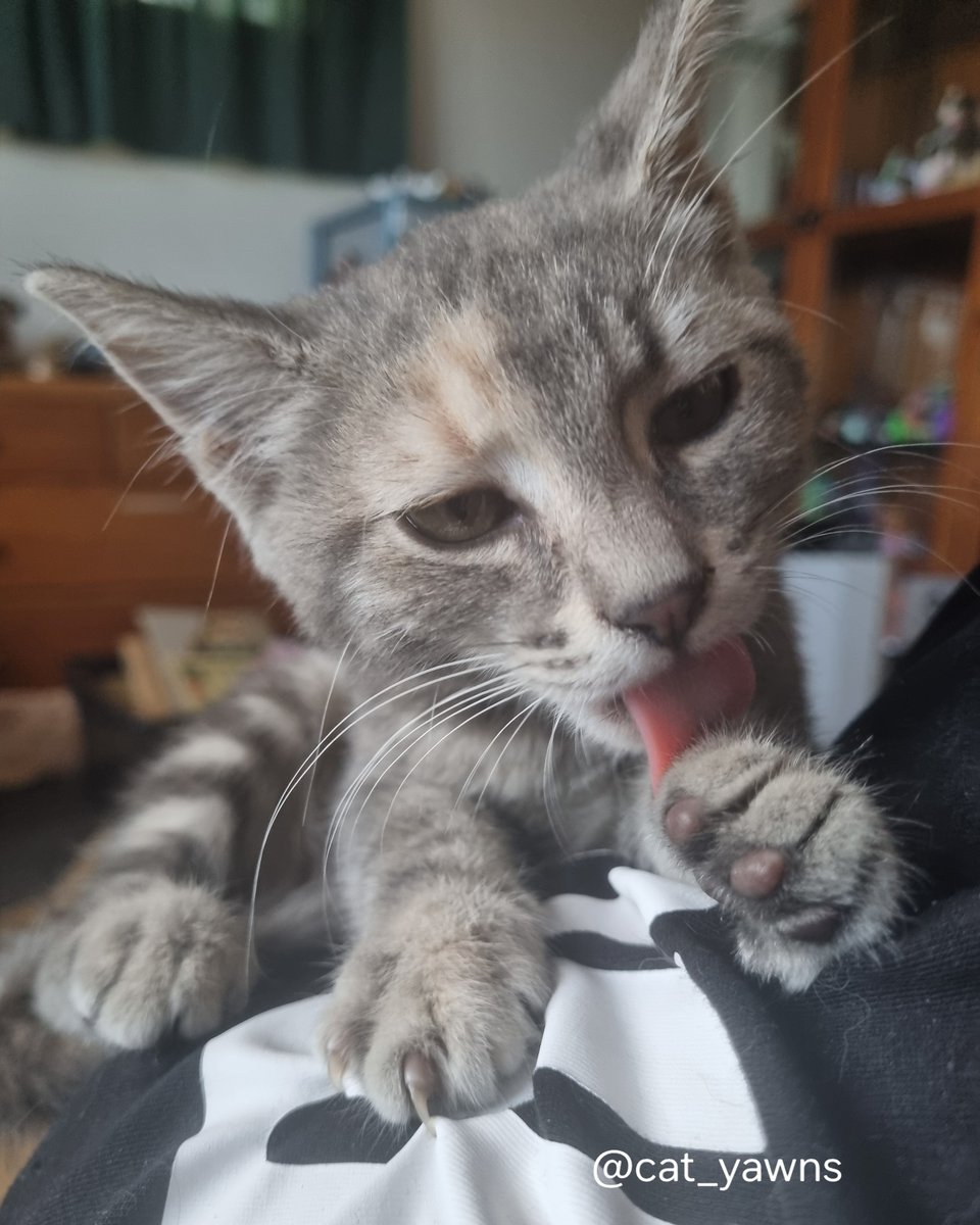 cat_yawns's tweet photo. I don't think I ever told the full Stanza adoption story.

I went to the SPCA a couple of days after Canto passed. They had 15 kittens there, and if not for Stanza, I doubt I would've adopted anyone. It was too soon, and I just wanted to see what kinda cats were available https://t.co/XVYyVU6vvf
