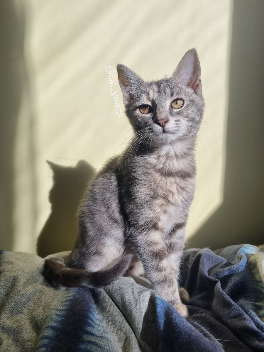 cat_yawns's tweet photo. I don't think I ever told the full Stanza adoption story.

I went to the SPCA a couple of days after Canto passed. They had 15 kittens there, and if not for Stanza, I doubt I would've adopted anyone. It was too soon, and I just wanted to see what kinda cats were available https://t.co/XVYyVU6vvf