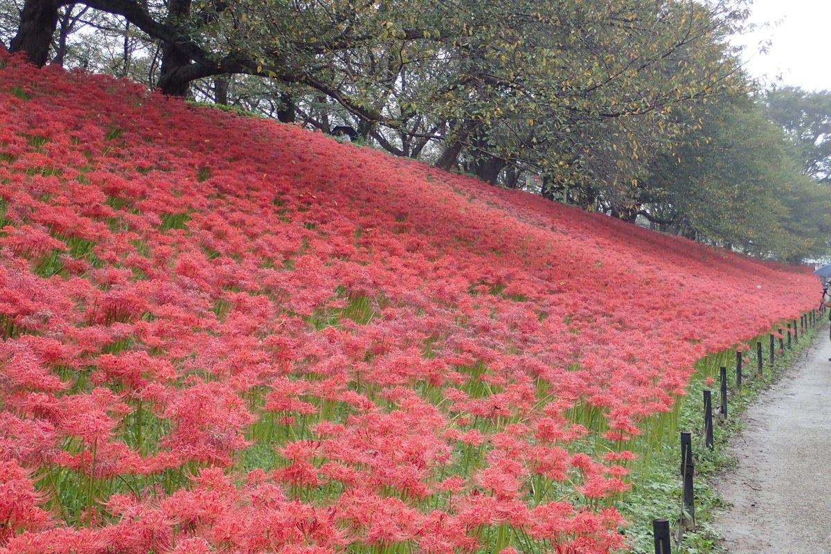 skymisaki's tweet photo. 曼殊沙華まつりが開催されているという幸手、権現堂に行ってみた。
曼殊沙華がいっぱい咲いて土手が赤く染まってました。
#曼殊沙華
#彼岸花
#幸手
#権現堂 https://t.co/k2qmZIs5cP