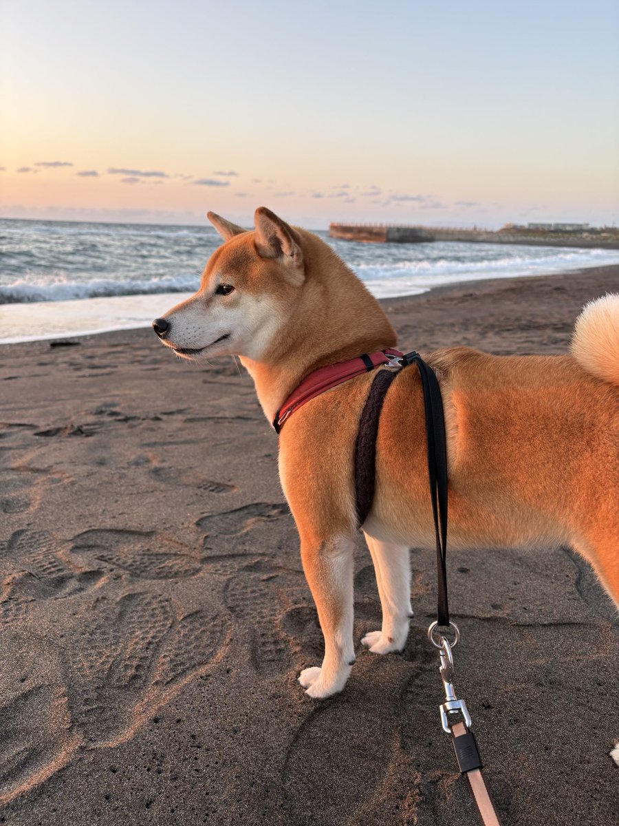 kurusu117930's tweet photo. おばあちゃん家に来たから海見に来た☺️ https://t.co/ZwpIFhueDK