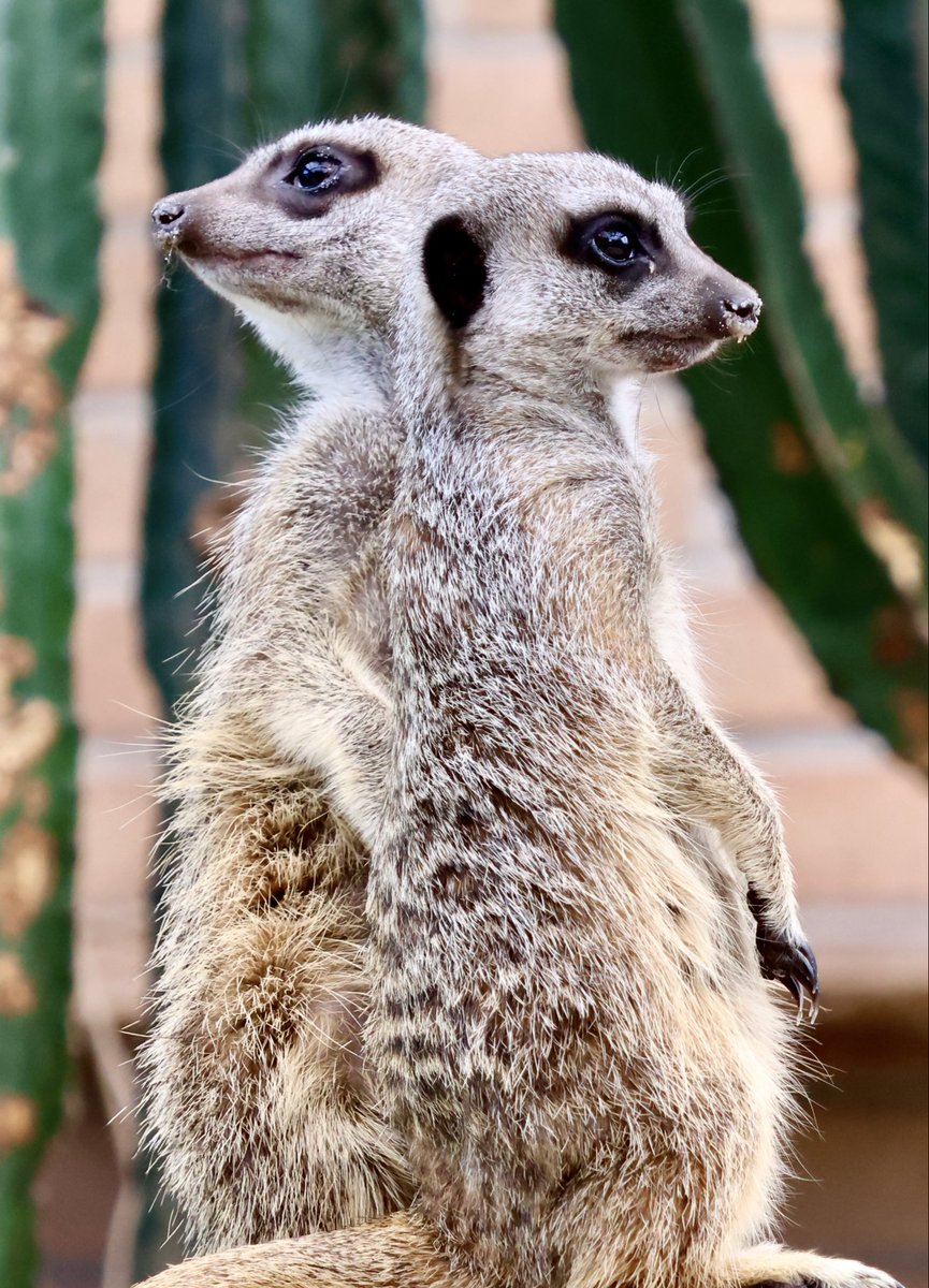 AttersonBarbara's tweet photo. #AlphabetChallenge #WeekLforLookingIn 

One lookout looking out, one lookout looking in 😁 https://t.co/YB70bQpFwC