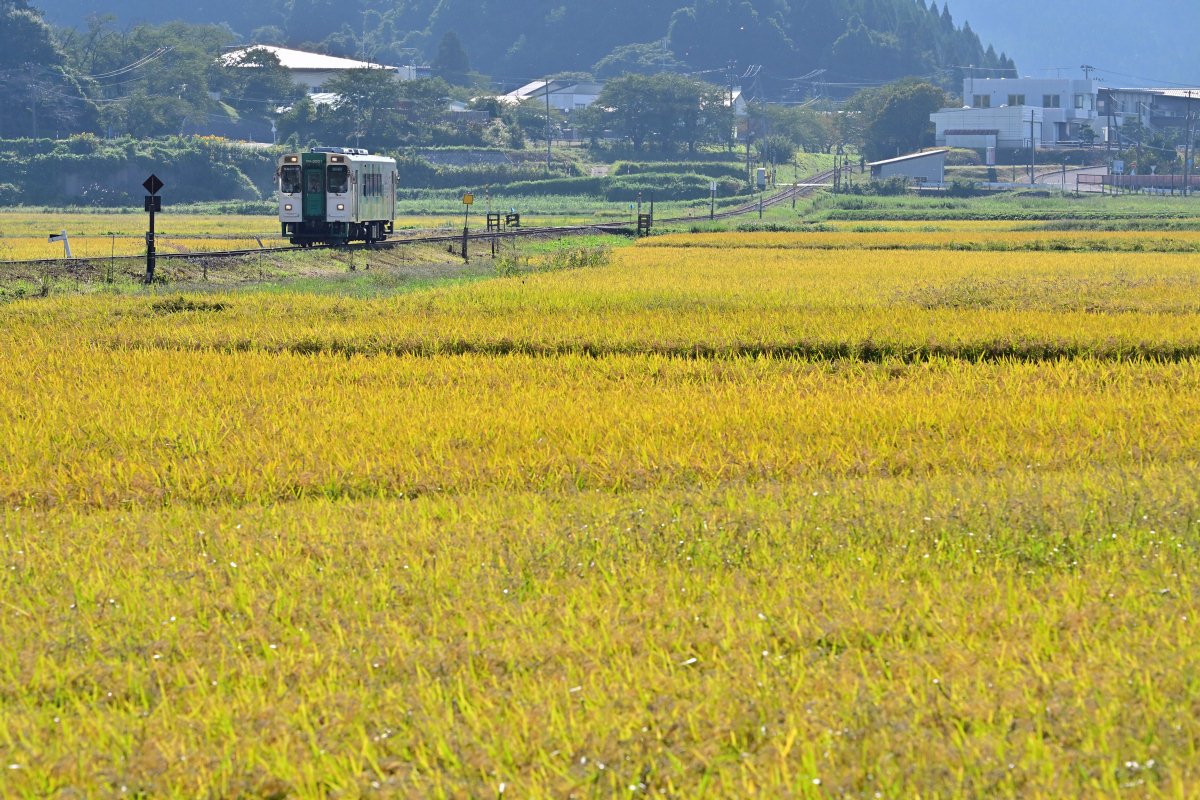 snowrabbit_681's tweet photo. 2026/9/22 由利高原鉄道
実りの秋を撮りに、由利高原鉄道に初訪問。
最近はどの路線でも線路脇の雑草が目立つ所が多いので、スッキリ撮れるだけで満足度が高い。。
#由利高原鉄道
#鉄道のある風景 https://t.co/LstYEvxPe4