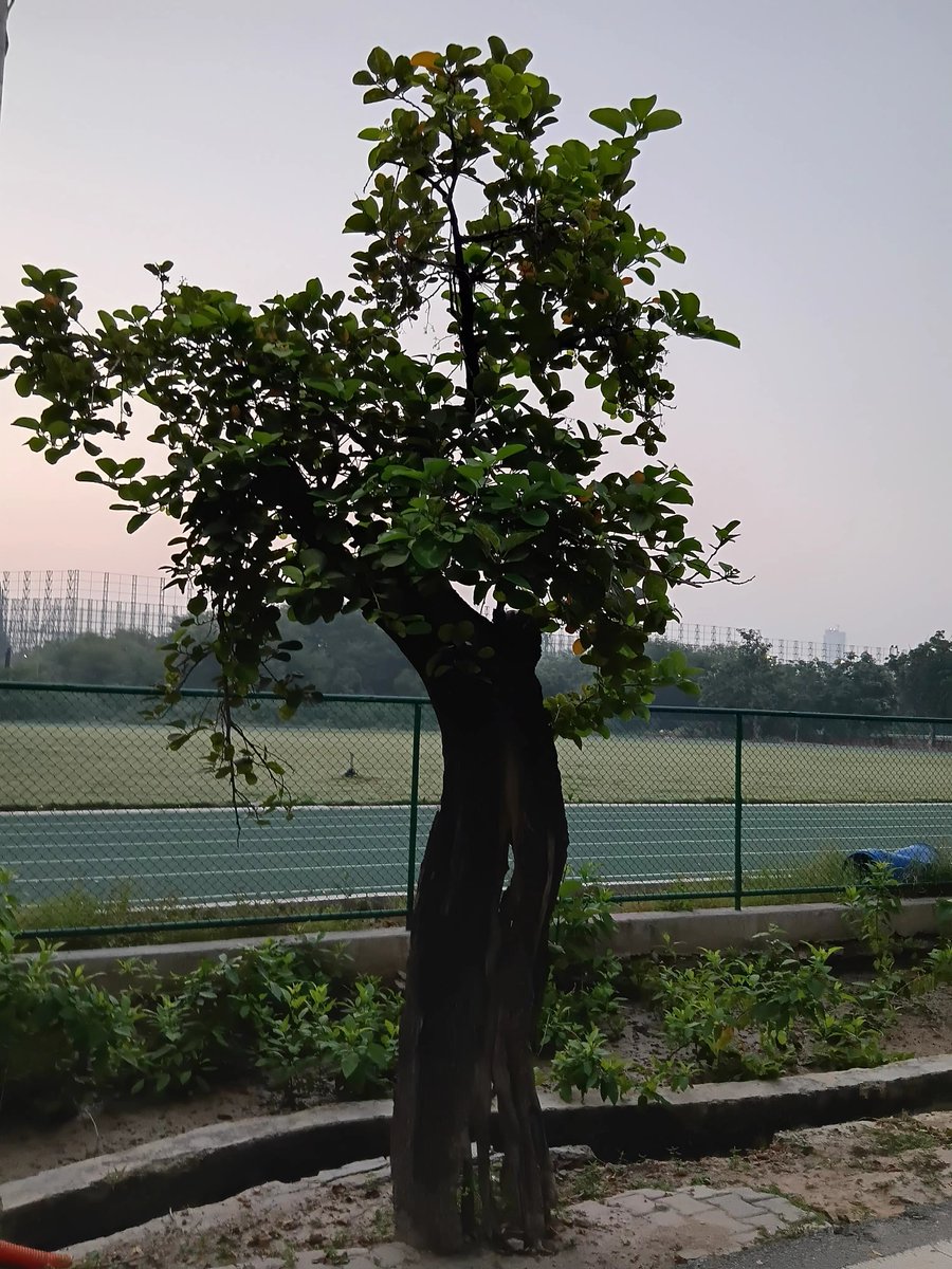 vinodsharmanbt's tweet photo. "किसी दरख़्त से सीखो सलीक़ा जीने का
जो धूप-छाँव से रिश्ता बनाए रहता है।"
            -अतुल अजनबी https://t.co/PTMTKMd6u5
