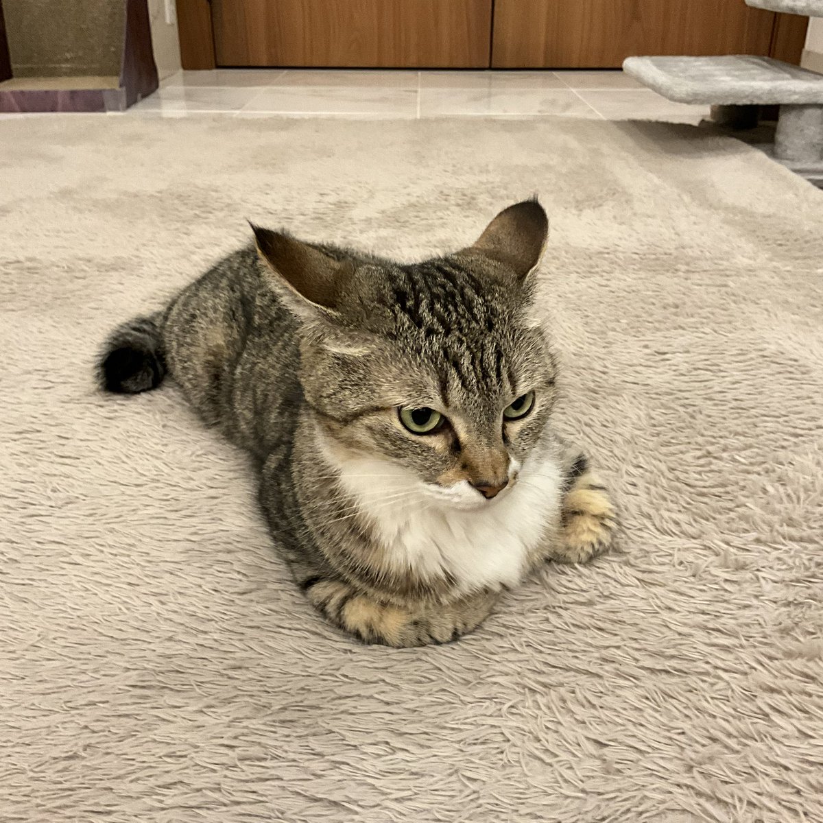 BRfNMpAK2IoBQCS's tweet photo. イカ耳にゃん😺

ぐり子 https://t.co/D2270mfprE