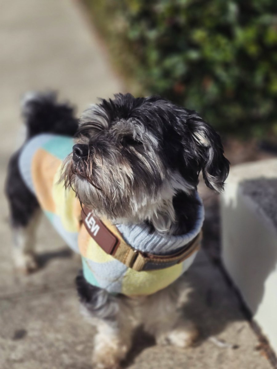 SomerMelusjs's tweet photo. Basking in the sunshine. https://t.co/9ydaYI0S75