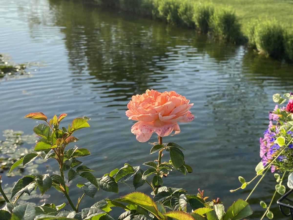 airoo050265v1's tweet photo. Wandering by the riverside, the delicate petals bloom with the sweet scent of early summer, a gentle vibe that’s totally my vibe today~ https://t.co/LGFPKfMQR1