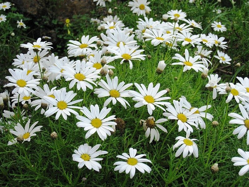 bthrahSA's tweet photo. 🌼 كيف تزرع بذور زهور المارجريت (Argyranthemum frutescens)؟

1️⃣ ازرع البذور في تربة خفيفة جيدة الصرف، غنية بالمواد العضوية
2️⃣ أفضل وقت للزراعة: الربيع أو أواخر الصيف
3️⃣ انثر البذور على سطح التربة وغطّها بطبقة خفيفة جداً (تحتاج ضوء للإنبات)

#المارجريت #زراعة #نباتات_الزينة #بذرة https://t.co/uv14MjC6bA