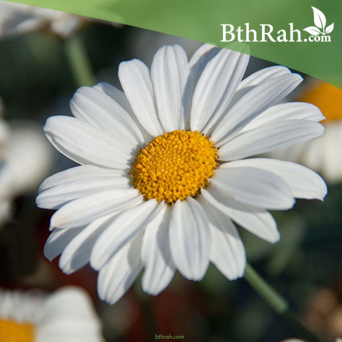 bthrahSA's tweet photo. 🌼 كيف تزرع بذور زهور المارجريت (Argyranthemum frutescens)؟

1️⃣ ازرع البذور في تربة خفيفة جيدة الصرف، غنية بالمواد العضوية
2️⃣ أفضل وقت للزراعة: الربيع أو أواخر الصيف
3️⃣ انثر البذور على سطح التربة وغطّها بطبقة خفيفة جداً (تحتاج ضوء للإنبات)

#المارجريت #زراعة #نباتات_الزينة #بذرة https://t.co/uv14MjC6bA