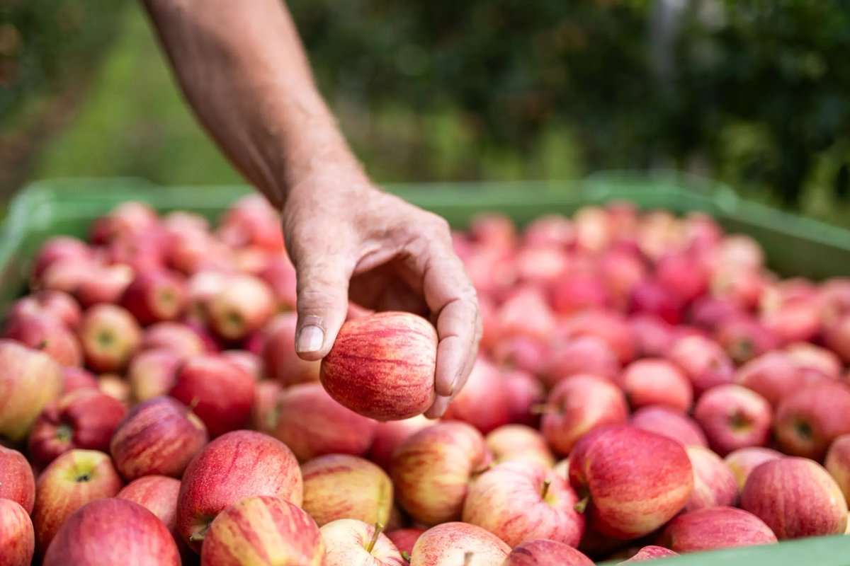 eComercioAgr's tweet photo. 🍎 Marlene® estrena campaña de otoño para redescubrir la manzana como “un regalo de la naturaleza”.
La marca refuerza su diálogo con el consumidor a través del sabor, los aromas, las texturas y nuevas formas de consumo.
🔗 https://t.co/ZAKrTJDHid
#ECAFruits #Manzana https://t.co/f83CAurVlU