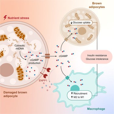 RyanLab_TCD's tweet photo. 📢Last weeks #immunometabolism discoveries @Bims_BiomedNews https://t.co/VucWiKgbTz ⬇️⬇️⬇️

https://t.co/ZY28CdjP6Z

Interesting highlight:

ENPP1 buffers extracellular cGAMP in brown adipose tissue to limit insulin resistance Cell Press https://t.co/5K2HnI3KGb