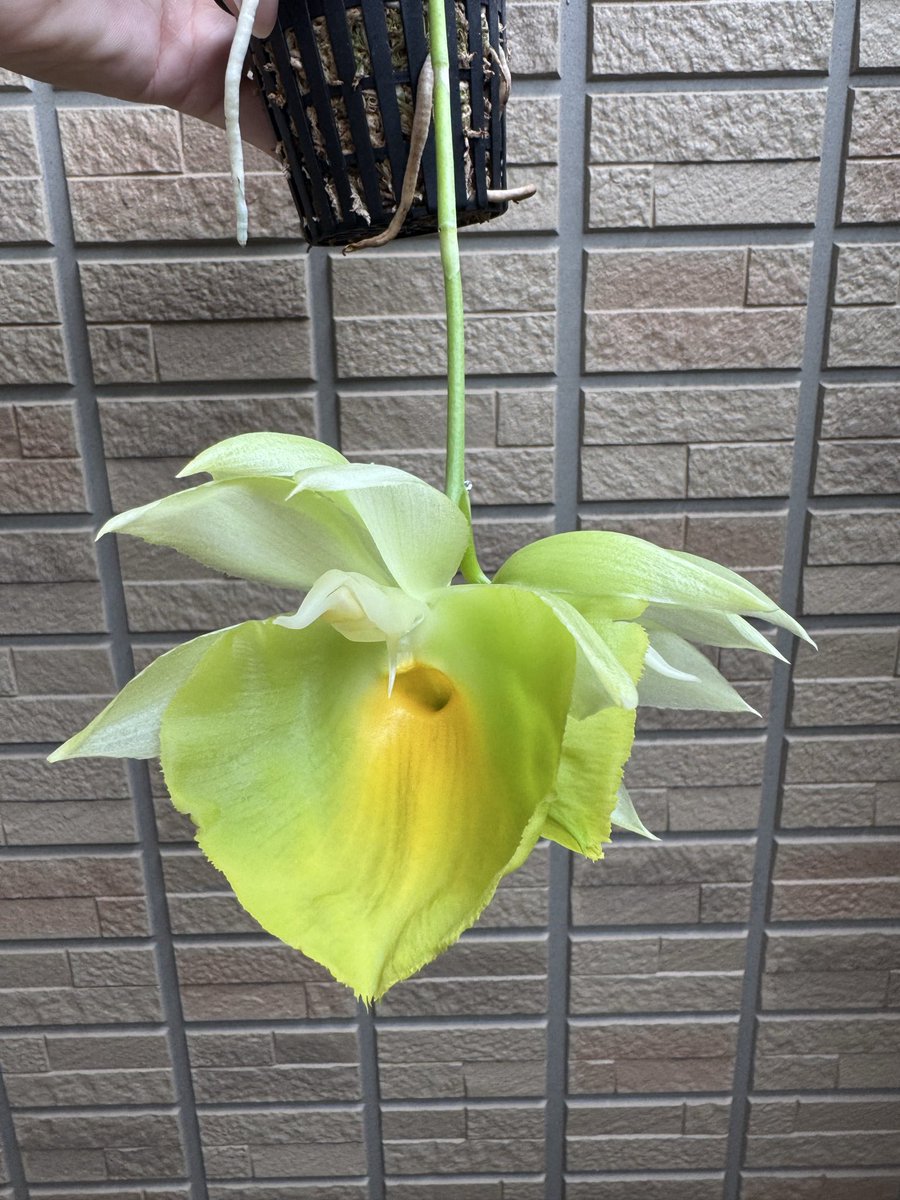 sas09050's tweet photo. Catasetum pileatum 'Jumbo Green Gold' https://t.co/AaWuA45Ppy