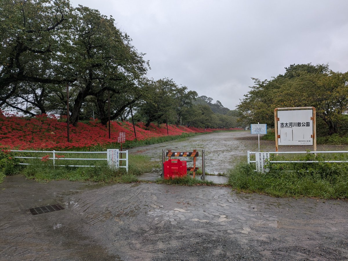 Luku_2's tweet photo. 今日は色々彼岸花を見てまわった
やっぱり葉梨川沿いは沢山咲いてるなと思う https://t.co/gQChyjCN3m