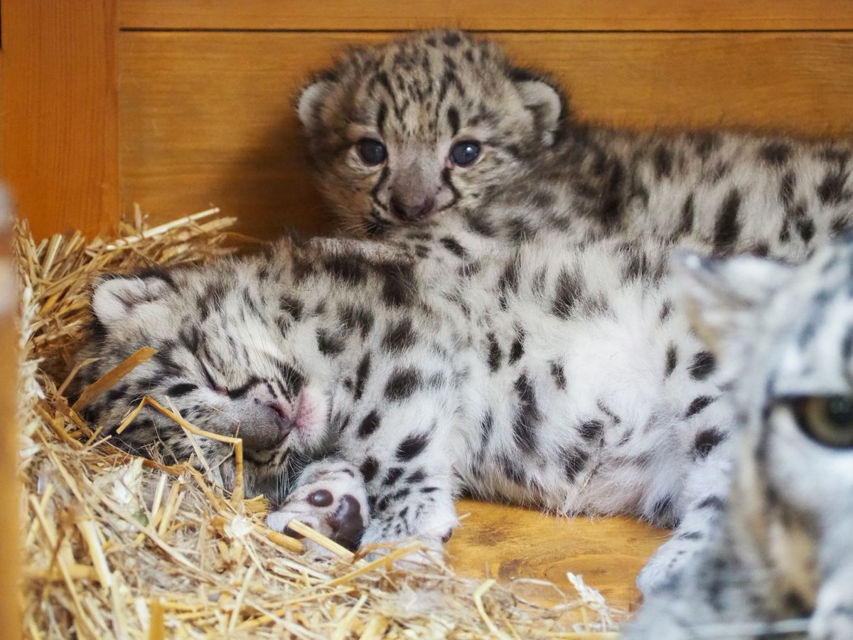 warszawa's tweet photo. W Warszawskim ZOO powiększyła się rodzina irbisów śnieżnych 🩷

W miejskim ogrodzie zoologicznym urodziły się trzy irbisy śnieżne. Kocięta przyszły na świat 11 lipca i od tego czasu coraz śmielej poznają swoje otoczenie. #Warszawa @WarszawskieZOO 

https://t.co/8mC1svlglR https://t.co/ExiyEDBjjt