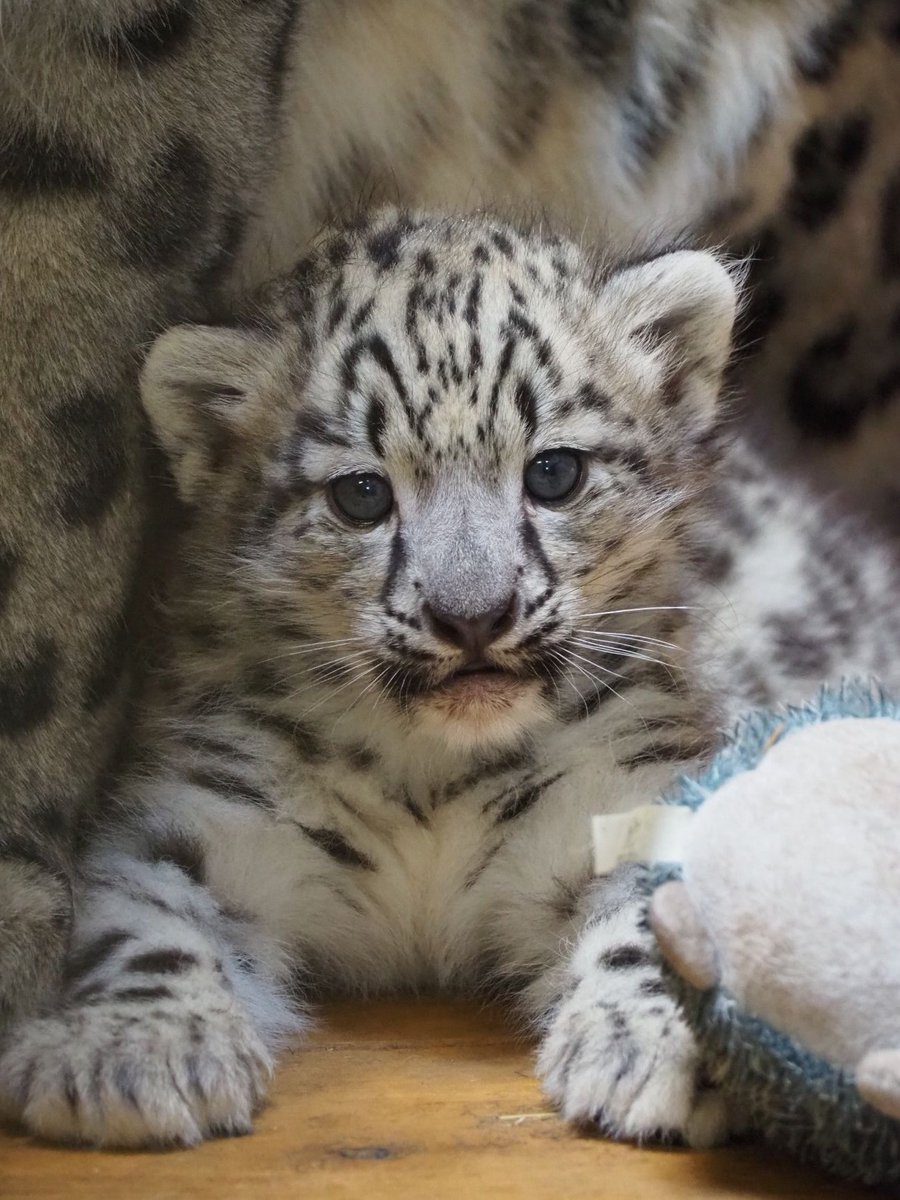 warszawa's tweet photo. W Warszawskim ZOO powiększyła się rodzina irbisów śnieżnych 🩷

W miejskim ogrodzie zoologicznym urodziły się trzy irbisy śnieżne. Kocięta przyszły na świat 11 lipca i od tego czasu coraz śmielej poznają swoje otoczenie. #Warszawa @WarszawskieZOO 

https://t.co/8mC1svlglR https://t.co/ExiyEDBjjt
