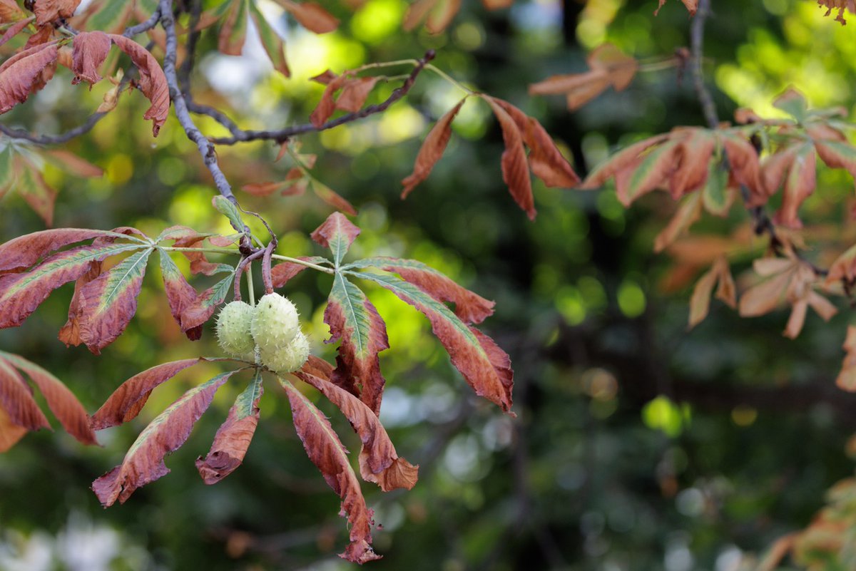 JardinLuco's tweet photo. 🍂 L’automne s’installe au Jardin du Luxembourg !

En ce premier jour d’#automne, les feuillages commencent doucement à changer de palette : ici une feuille roussit, là apparaissent les premières teintes dorées.

Dans les allées et les massifs, l’été laisse peu à peu place aux couleurs de la nouvelle saison. 🌿🍁