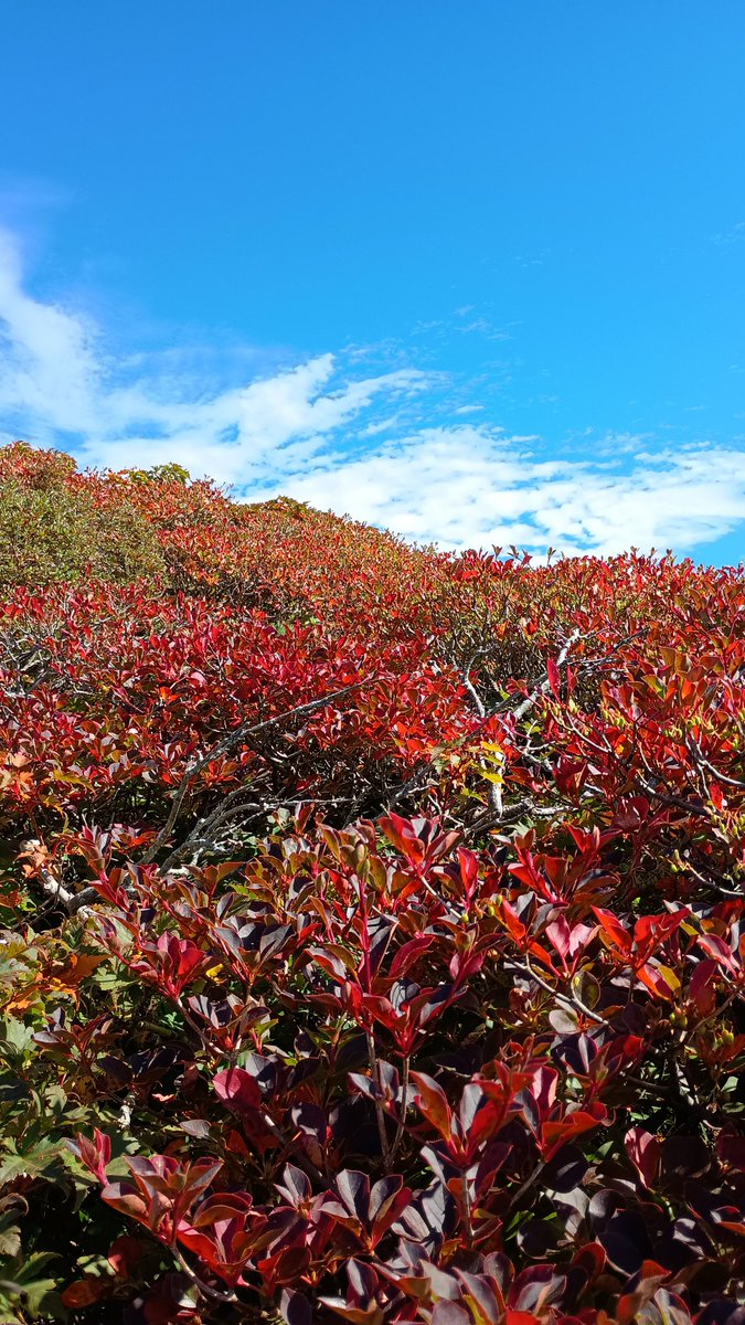 torusend's tweet photo. 真っ赤な秋特集 やっぱ紅葉には青空がよく似合います 今年は赤の発色がいいかも（個人の意見です） これから日に日に色付いていくんでしょうね もうちょっと過ぎゆく秋を名残惜しみたいと思います #栗駒山 #紅葉 https://t.co/VErs7UvsIQ