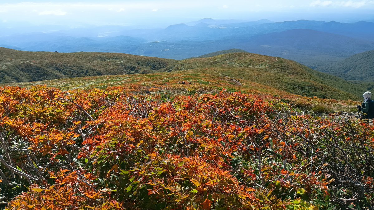 torusend's tweet photo. 真っ赤な秋特集 やっぱ紅葉には青空がよく似合います 今年は赤の発色がいいかも（個人の意見です） これから日に日に色付いていくんでしょうね もうちょっと過ぎゆく秋を名残惜しみたいと思います #栗駒山 #紅葉 https://t.co/VErs7UvsIQ