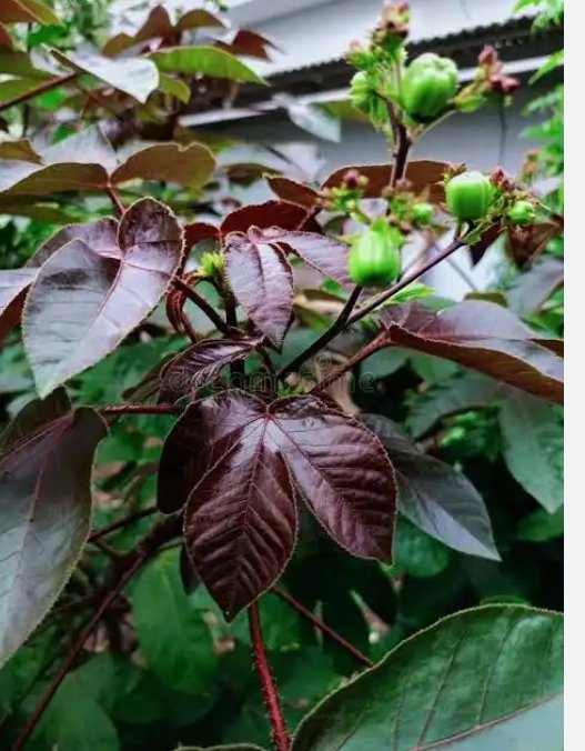 AkeemSalak97962's tweet photo. Victory Bath 
(Awenu)
If there's stagnation in your life and you have tried everything to no avail,then try this too,

Get white and red jatropha leaves (ewe lapalapa funfun ati pupa), Castor leaves both red and white (ewe Laa pupa àti funfun), Bitter leaves (Ewuro),....... https://t.co/OzRdHS0CJg