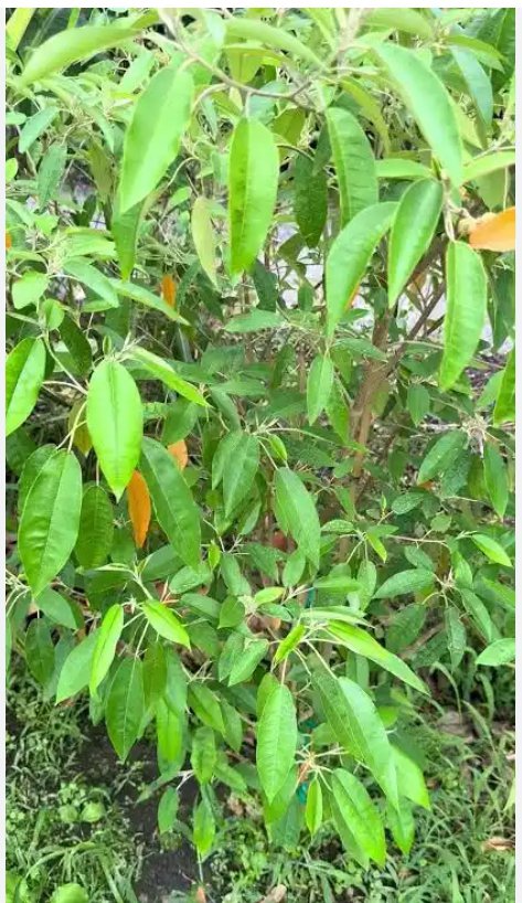 AkeemSalak97962's tweet photo. Victory Bath 
(Awenu)
If there's stagnation in your life and you have tried everything to no avail,then try this too,

Get white and red jatropha leaves (ewe lapalapa funfun ati pupa), Castor leaves both red and white (ewe Laa pupa àti funfun), Bitter leaves (Ewuro),....... https://t.co/OzRdHS0CJg