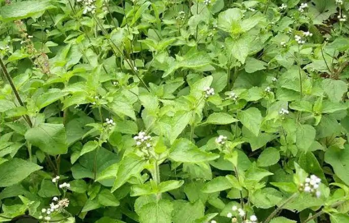 AkeemSalak97962's tweet photo. Victory Bath 
(Awenu)
If there's stagnation in your life and you have tried everything to no avail,then try this too,

Get white and red jatropha leaves (ewe lapalapa funfun ati pupa), Castor leaves both red and white (ewe Laa pupa àti funfun), Bitter leaves (Ewuro),....... https://t.co/OzRdHS0CJg