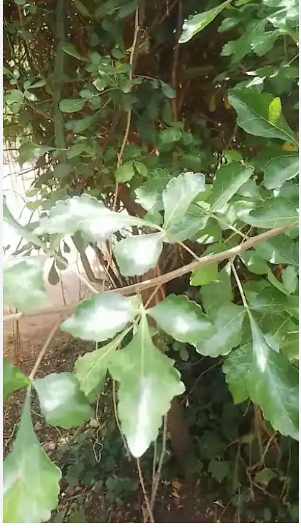 AkeemSalak97962's tweet photo. Victory Bath 
(Awenu)
If there's stagnation in your life and you have tried everything to no avail,then try this too,

Get white and red jatropha leaves (ewe lapalapa funfun ati pupa), Castor leaves both red and white (ewe Laa pupa àti funfun), Bitter leaves (Ewuro),....... https://t.co/OzRdHS0CJg