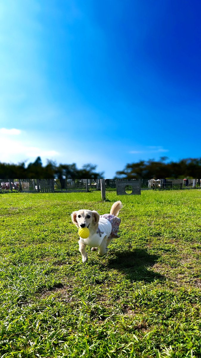 yoroshigu's tweet photo. 原神ばっかやってて流石にやばいから、いっぬとドッグランきた~🐶🌿 https://t.co/McHd8pa0yX