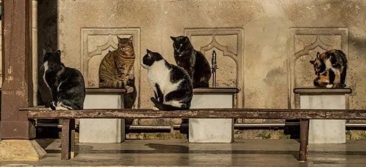 _Talebeee's tweet photo. sanki asırlar boyu yaşayacakmısız gibi ne kadar gereksiz telaşları, ne kadar lüzumsuz yükleri sırtlanıyoruz. ruhuma. kalbime. aklıma. efkârıma, omzuma not;

_"mülkü sahibine teslim et.."_ https://t.co/rigyeUDuTf