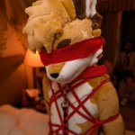 Photo by Deye-災犬 (@DeyeDog)