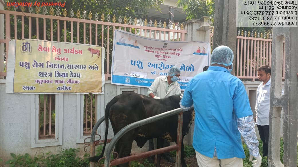 infodahodgog's tweet photo. *સીંગવડ તાલુકામાં સેવા સેતુ કાર્યક્રમ અંતર્ગત પશુ સારવાર કેમ્પ યોજાયો*
તંદુરસ્તી જાળવવામાં સહાય મળી રહી છે.
@PMOIndia @CMOGuj @collectordahod @InfoGujarat #SSADHD https://t.co/ekmAiJYeZY