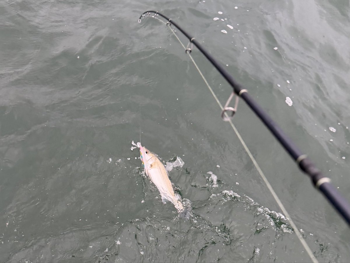 fishing_os's tweet photo. 海鮮丼食べて午後から釣り🎣
小さいシーバスとワカシで終了😅 https://t.co/fh2VHbZxiK