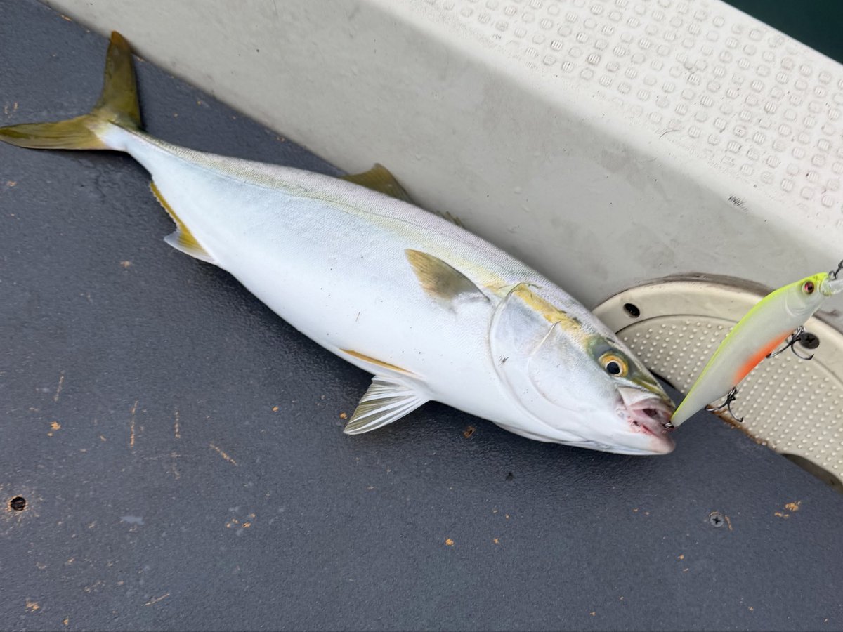fishing_os's tweet photo. 海鮮丼食べて午後から釣り🎣
小さいシーバスとワカシで終了😅 https://t.co/fh2VHbZxiK
