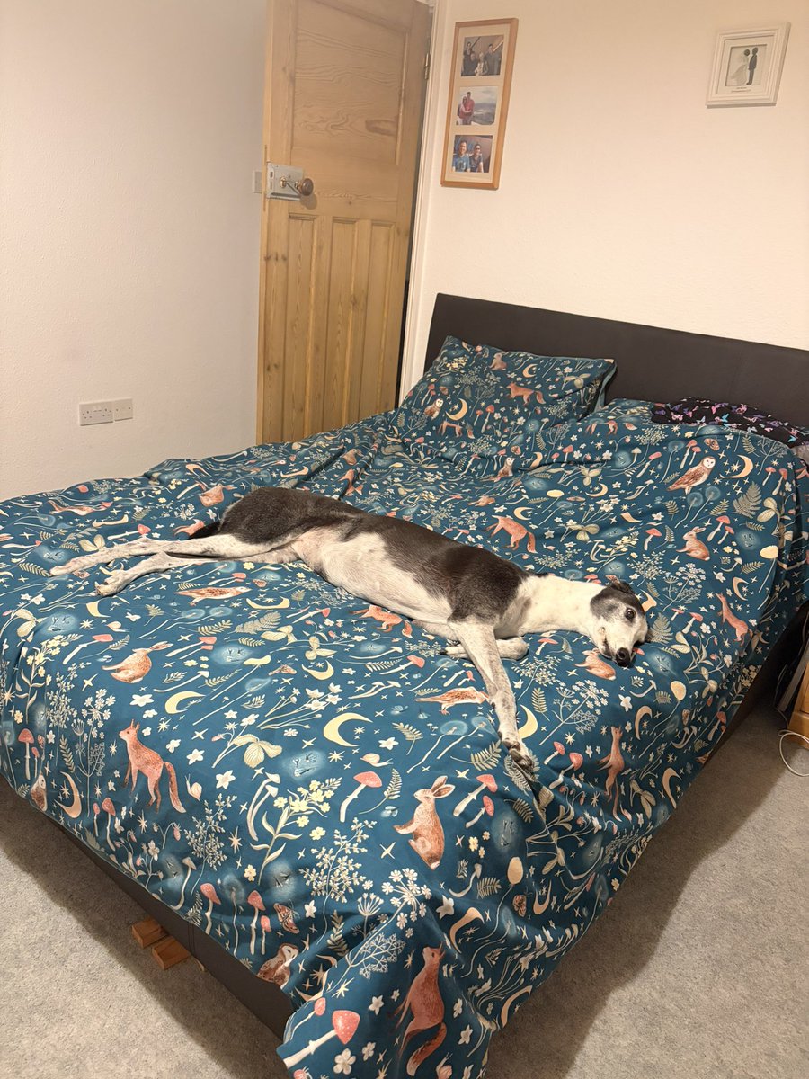 sianny_poops's tweet photo. @BlondiieMama @zoesutherland Oh honey!!! Beautiful 😍! Ours loves the bed too 😂 https://t.co/K6vQQQp309