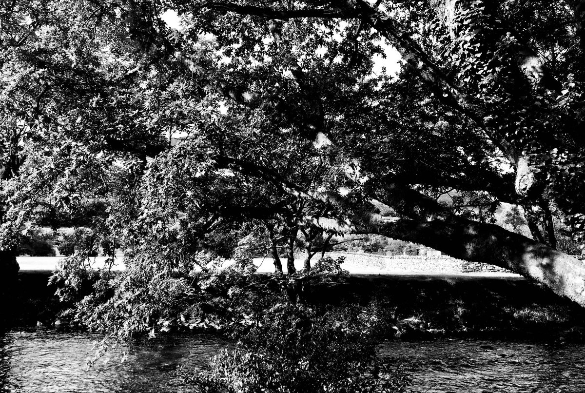 BoMandeville's tweet photo. arrival of autumn 2/2
(after Autumn equinox)
foraging light โ 5 years ago
photographic memories
#blackandwhitephotography
#trees #naturephotography
#atumnal #light https://t.co/IPa81KGK4g