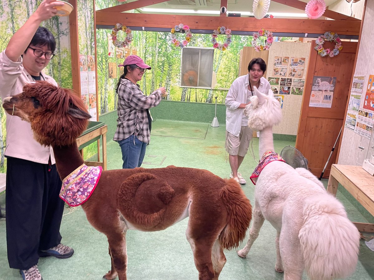 MonsterDrive25's tweet photo. 今日は座長山本雄二の誕生日会におしゃれなハワイアンカフェに行ってきました！
みんなでそのあとアルパカとウサギと遊んできました！
楽しかった！
#劇団モンスタードライブ https://t.co/J6fUWqCQ0v