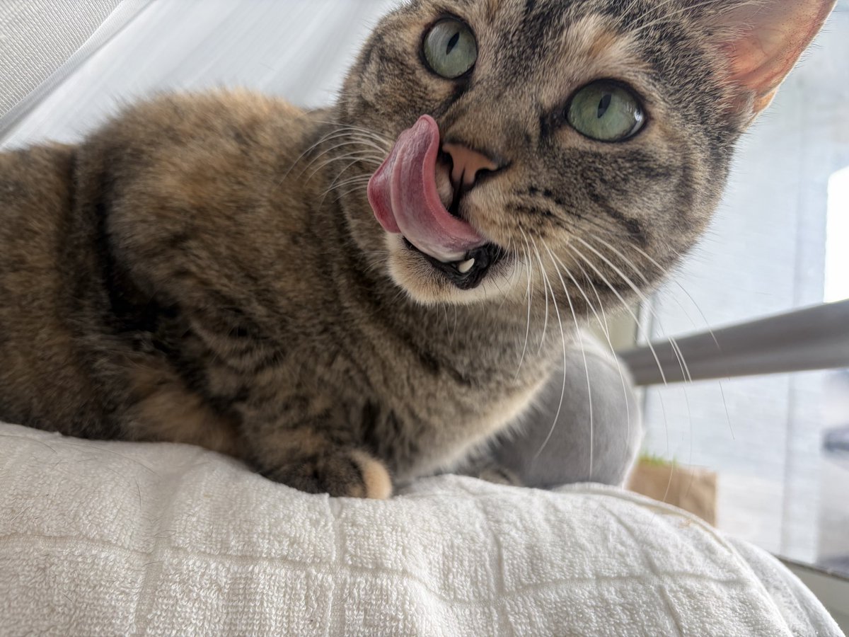 tsukushicompany's tweet photo. つくしさんのお誕生日まで
あと1日💓
#猫好きさんと繋がりたい #猫のいる暮らし #もうすぐ7歳 #猫 https://t.co/9V2Dbqcg5E