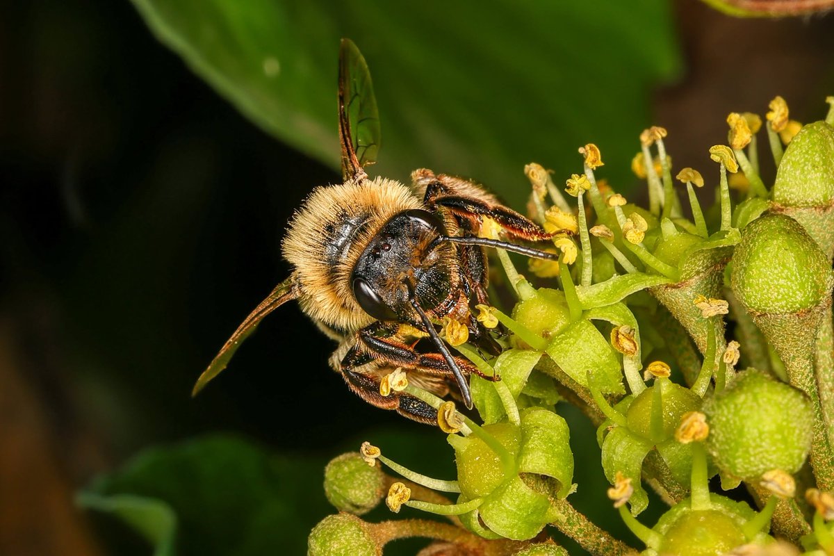 TheHolyHabibee's tweet photo. Why do some bees emerge out of season? Better yet, why do they have "seasons"?
The latter is easy: their flight ("active") time syncs with their flowers of choice. Good explanation for specialists bees, not so much for generalist bees*

Bee of the day #333 is an out-of-season English mining bee, Andrena scotica, the chocolate mining bee (for her colourations) or hawthorn bee (for -you guessed it- its plant of choice). Her normal flight time is in spring-early summer, mid March to late June, with a peak at late April and May... so what is she doing in September?

Perhaps there exists a subset in the A. scotia population that rears multiple generations of brood, as I'm told that autumn sightings are not unheard of. I wonder, if she matesand builds a nest, will that brood "overwinter", or (more likely?) die out, as they lack wintering adaptations. perhaps in European climates with milder winters, they can do so. With this YooKay individual, not so much

It was fun to see the identifications hover between different types of Andrena, until a consensus on an abnormal A. scotica was reached 

*A better explanation for them could be that the "air temperature-flower balance is just right for raising the next generation"

📷Tony Short, Hampshire