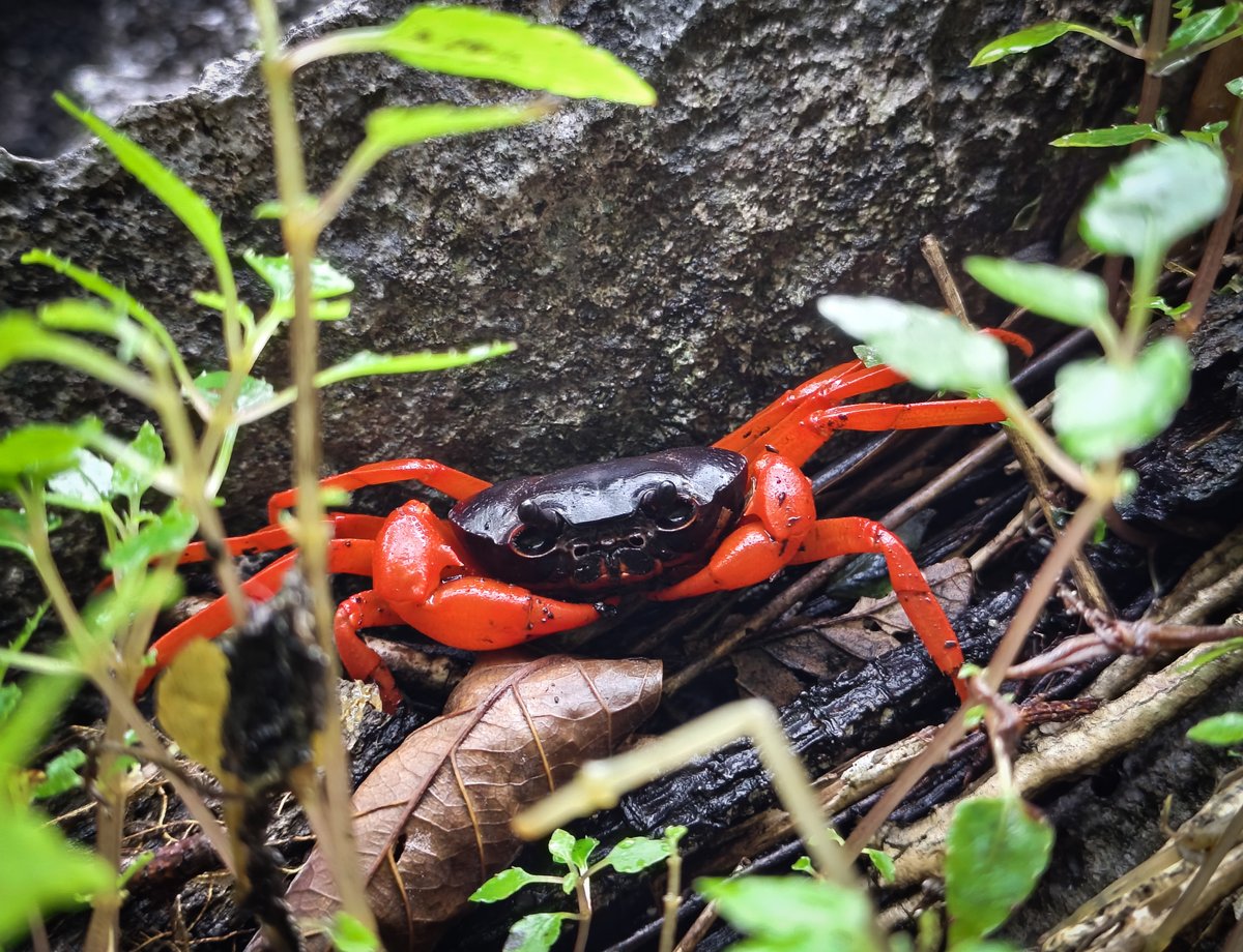 MasungiGeo's tweet photo. Jewels of the Limestone Crevices 🦀🪨

Catching a flash of fiery red and deep black on the damp forest floor is a rare reward. Highly sensitive to vibration, these shy karst crabs usually retreat into the ancient rock long before we see them. This one paused just long enough in the wet leaf litter for a quiet observation.

Relying entirely on the limestone's cool, moisture-retaining fractures to survive, these crabs show us why protecting this landscape is so critical. Defending the karst doesn't just save the sweeping canopy—it ensures the forest's most hidden, highly adapted creatures always have a safe sanctuary.

🌄 Origin Trail Visit: Welcome the break of day atop one of our highest peaks, leading you where clouds drift, birds rise, and the forest awakens around you. Every Friday to Sunday. Reserve your spot through https://t.co/Fojf5BpfrT

👣 Private Trail Visit: Request a private trail for a minimum of 7 guests. Request a visit at least four days in advance via https://t.co/gfjQUJJJDd

🦋 Shared Discovery Trail Experience: Join on Thursday and Friday at 8:00 AM, or weekends at 9:40 AM. Secure your place at https://t.co/UjL466FyYb.