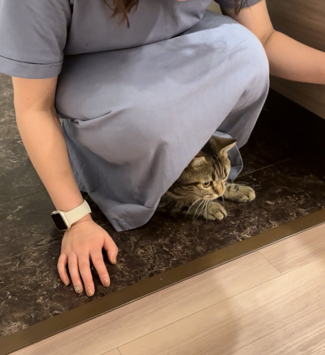 cat_anko3's tweet photo. 猫キャリーを出したら動物病院に連行されると察知してここから出てこない🤭 https://t.co/QXrB0dXeH1