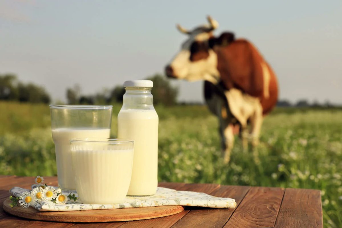 amerix's tweet photo. Pasteurisation was introduced to address sanitation in industrial dairy.

It was never about nutrition.

Pasteurised dairy:

• A product stripped of the enzymes required to digest it

• Reduced absorption of fat-soluble vitamins A, D, and K2

• A food the body tolerates less well than its raw counterpart.

If you have access to clean, tested raw dairy, consider it.

Fermented RAW MILK like Mursik, Mabisi or Kefir is a superfood.

Know your source. The safety argument is about hygiene, not chemistry.

If raw dairy is unavailable, choose full-fat, minimally processed over skimmed.