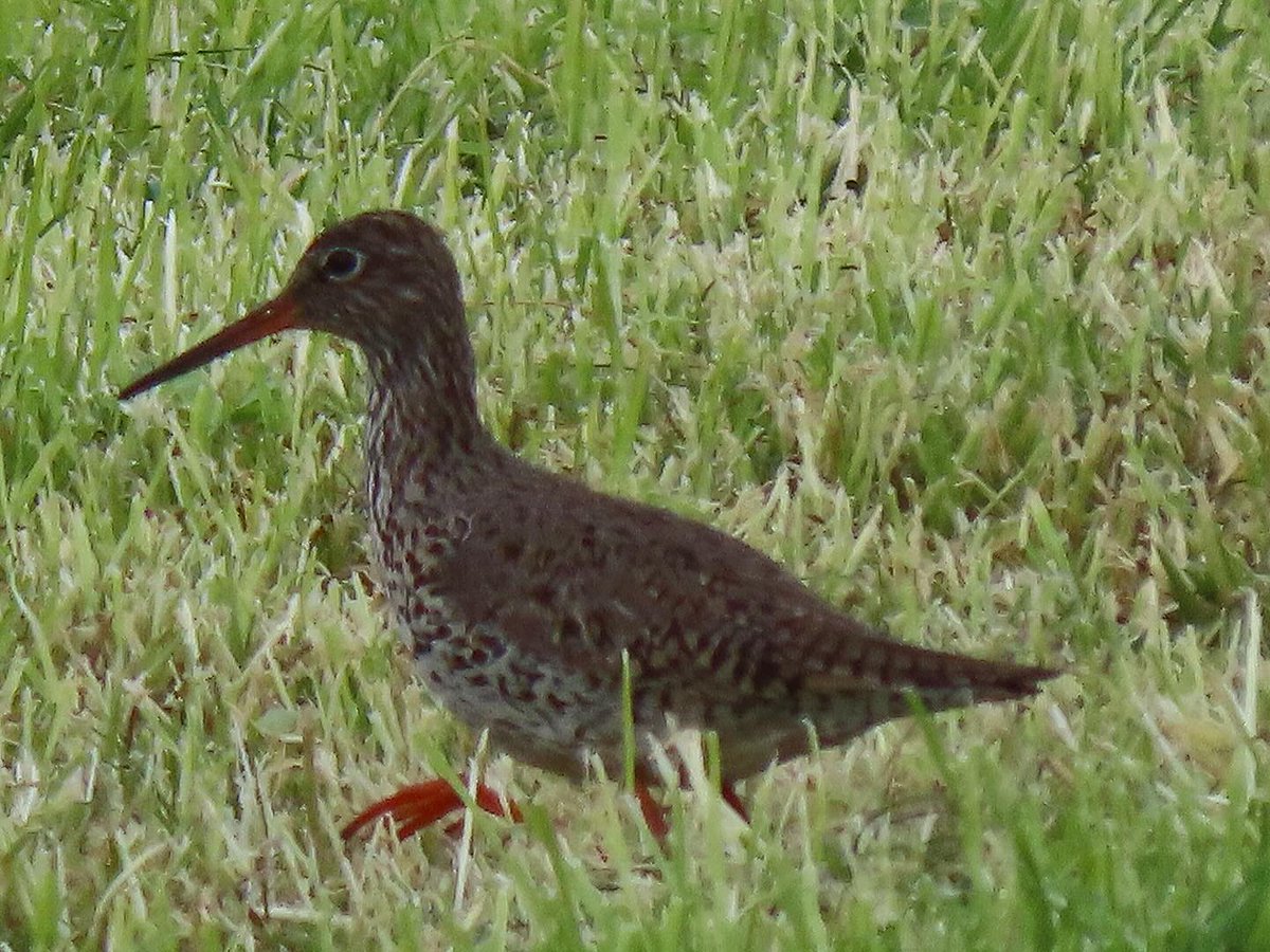 VernonMelier's tweet photo. Redshank. https://t.co/Yf0TFeVzrK