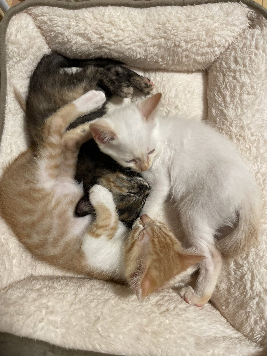 oto_kinu's tweet photo. 友人のお家で子猫を３匹お迎えしたとのことで会いに行かせてもらったら、胸が苦しくなるくらい可愛かったので皆様にも幸せの共有させていただいてもいいですか😭（友人には許可をとっています🙇‍♀️） https://t.co/Ve8tFctxpG