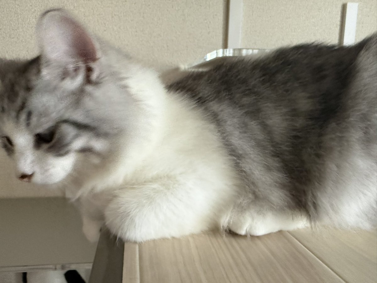 Belyusha tweet picture