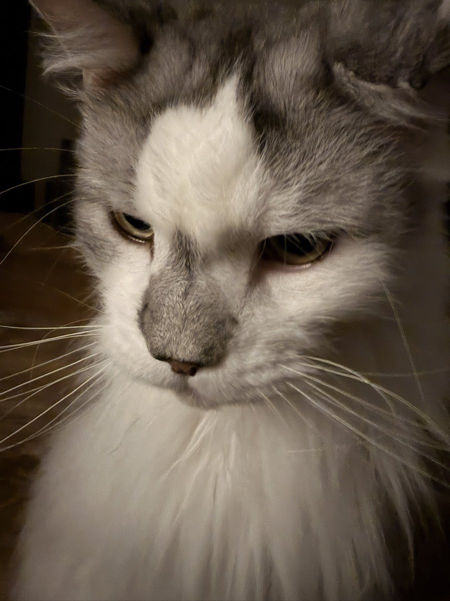 pastelheat's tweet photo. mishka acts like a chud all the time because he is a product of divorce https://t.co/MJWrxP9PH6