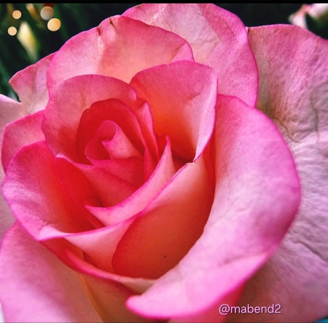 mabend2's tweet photo. The beauty of a rose 🌹🌹
Rose Wednesday
#theme_pic_India_flowers https://t.co/eiYy3UCv63