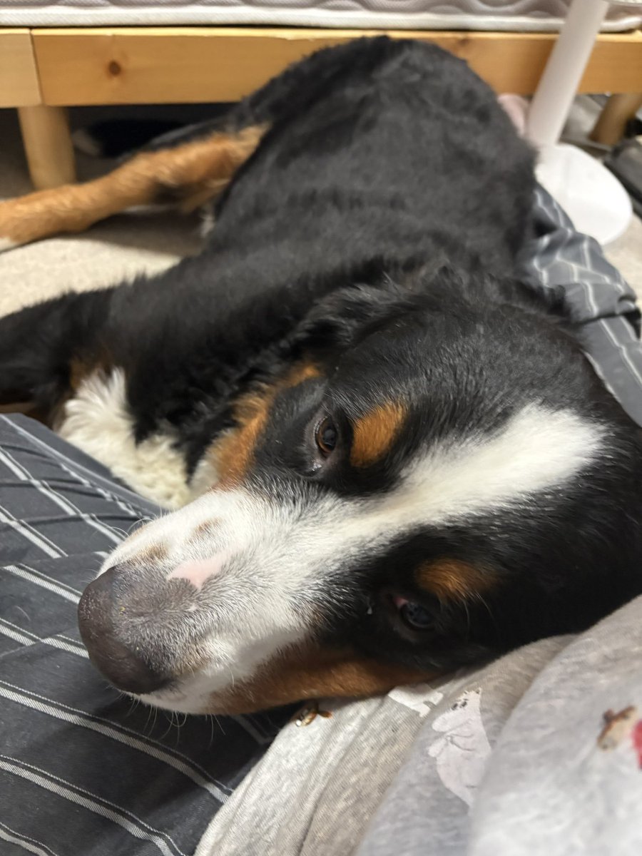 kahmanluv001's tweet photo. My happiest days always begin and end with my furry companion 🐶❤️Come Subscribe and enjoy the journey with us...
https://t.co/af2hmQiHIT 🔞📩 https://t.co/mlIqQIkIXX
