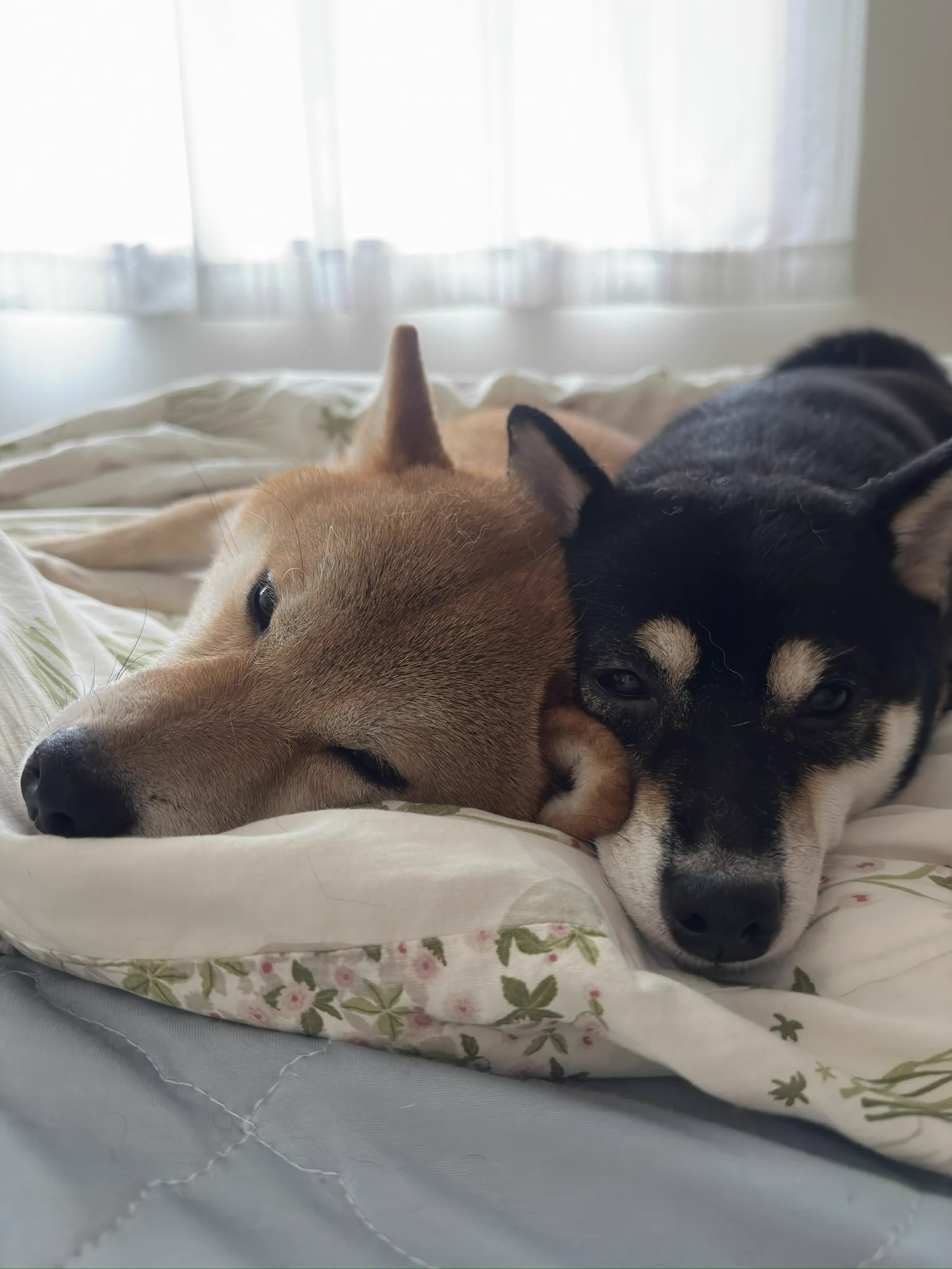 仲良し柴犬♡フライパン だいずとあずき on X: 