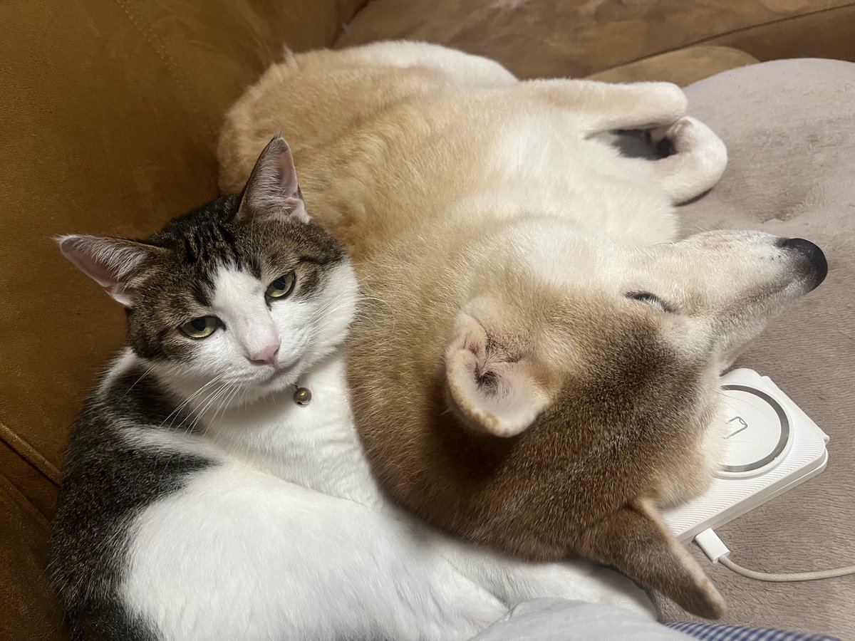 HappytimeCoshan's tweet photo. どかーんって寄りかかられて、
さすがのムー🐈もこの顔 https://t.co/yQd7ydXevp